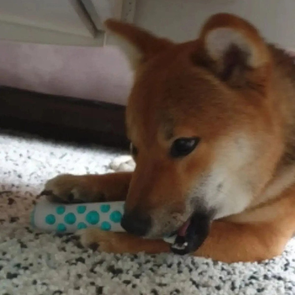 ZenPaw – Jouet Anti-Stress Pour Chiens